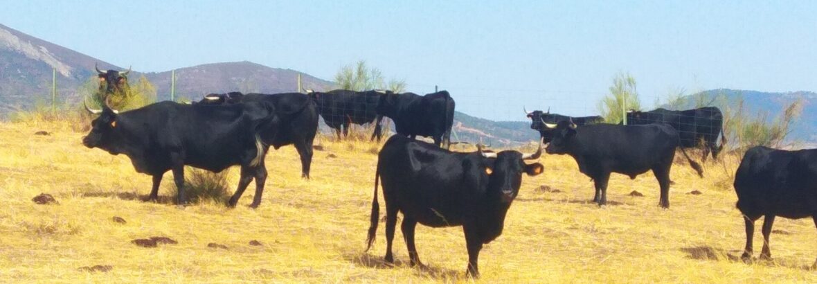 14. Casar de Caceres → Canaveral